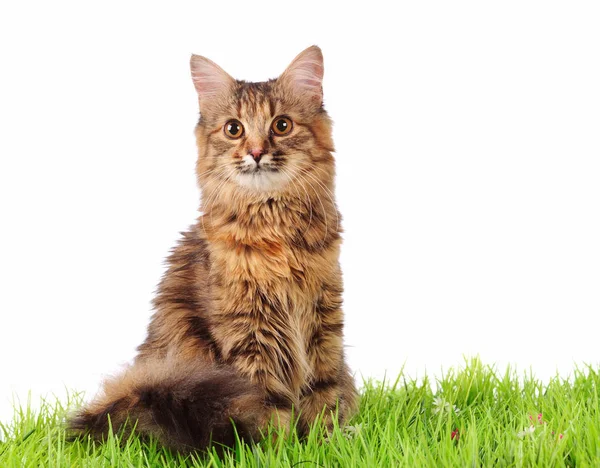 Gato Posando Grama Verde — Fotografia de Stock