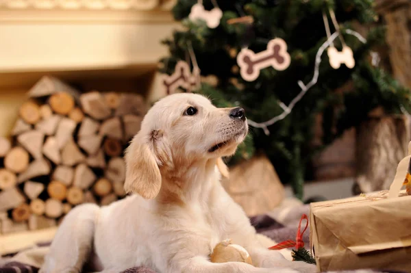 Adorável Golden Retriever. Conceito de Natal . — Fotografia de Stock