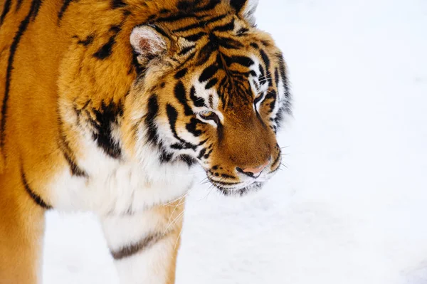 Szibériai Tigris Hóban — Stock Fotó