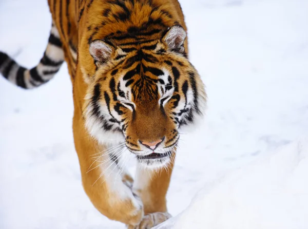 Siberische Tijger Sneeuw — Stockfoto
