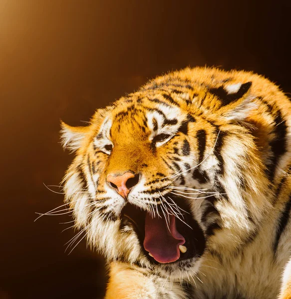 Tygrys Syberyjski Kamienie — Zdjęcie stockowe