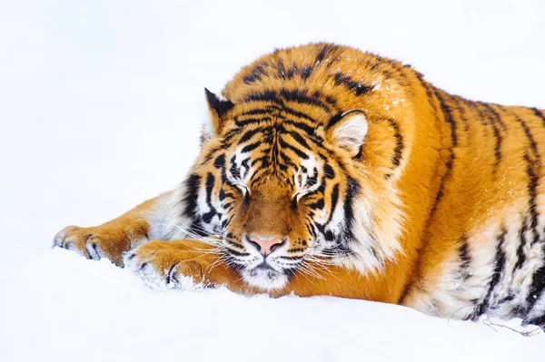 Tigre Siberiana Sulla Neve — Foto Stock