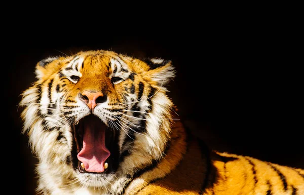 Tygrys Syberyjski Kamienie — Zdjęcie stockowe