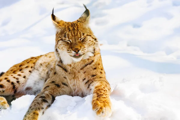 猞猁在雪地上 — 图库照片