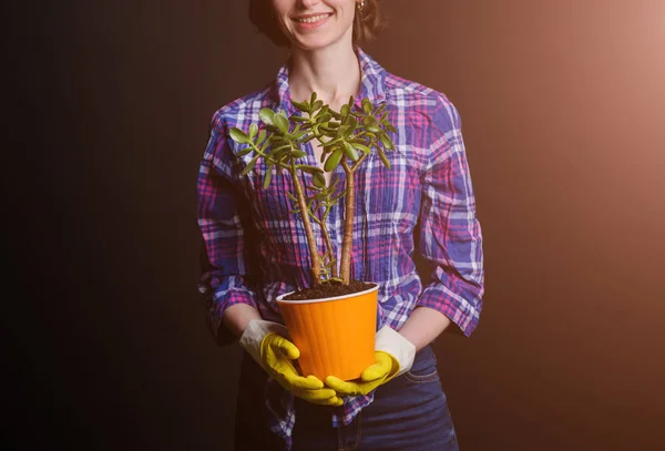 Mãos Mulher Transplantando Planta Potenciômetro Novo — Fotografia de Stock