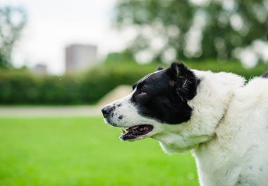 Yeşil arka plan bulanık bir güzel köpeği portresi