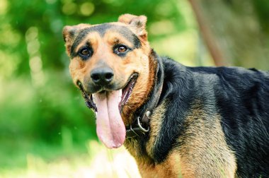 Yeşil arka plan bulanık bir güzel köpeği portresi