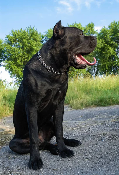 Retrato Hermoso Perro Sobre Asfalto —  Fotos de Stock