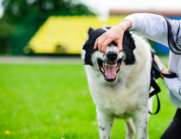 Θυμωμένος σκύλος με απογυμνωμένο δόντια — Φωτογραφία Αρχείου