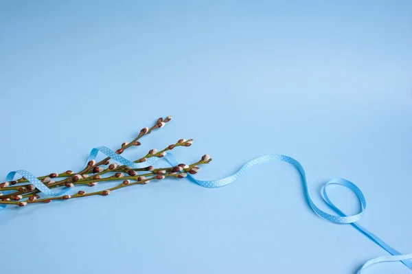 Willow Zeehonden Blauwe Achtergrond — Stockfoto