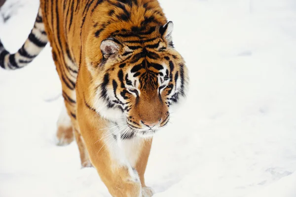 Tigre Siberiano Neve — Fotografia de Stock