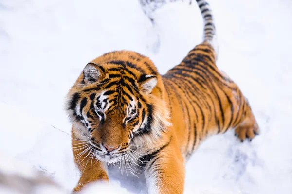 Sibirischer Tiger Auf Schnee — Stockfoto