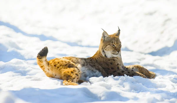 Lynx on the snow — Stock Photo, Image