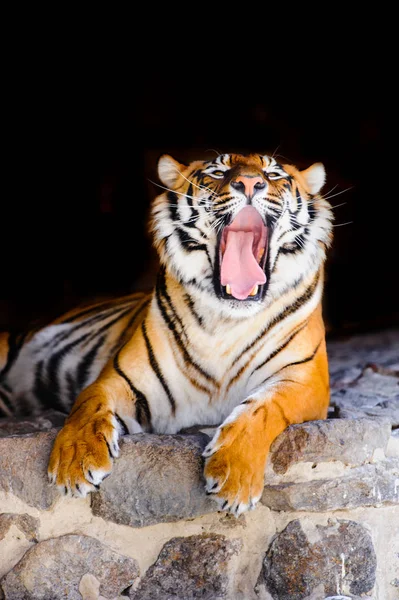 Tigre siberiano en piedras — Foto de Stock