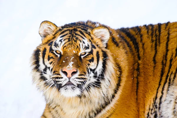 Siberische tijger op sneeuw — Stockfoto