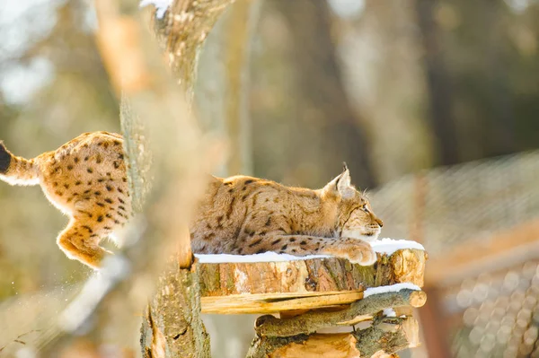 猞猁在雪地上 — 图库照片