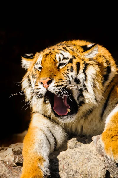 Siberian tiger on on stones — Stock Photo, Image