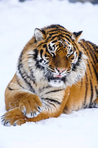 Siberische tijger op sneeuw — Stockfoto
