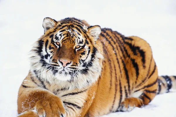 Tigre siberiano en la nieve — Foto de Stock