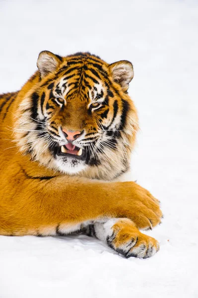 Siberische tijger op sneeuw — Stockfoto