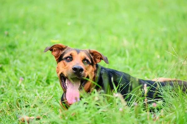 Portrait of a beautifull dog over green blurred background — Stock Photo, Image