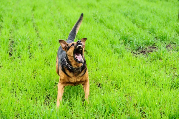 Cão irritado com dentes desnudados — Fotografia de Stock