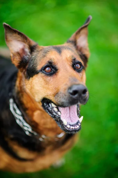 Portrét krásné psa nad zeleným rozostřeného pozadí — Stock fotografie