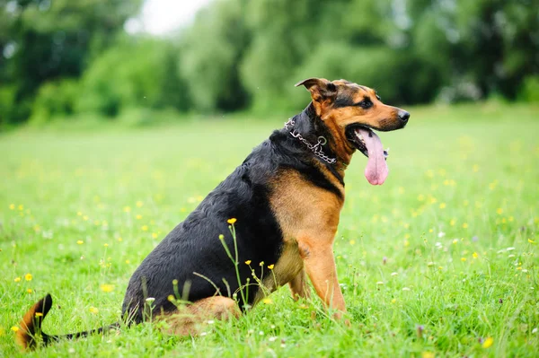 Porträtt av en beautifull hund över grön suddig bakgrund — Stockfoto