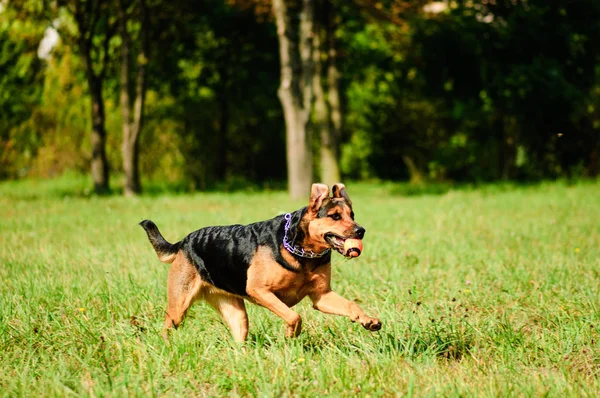 Fröhlicher Hund, der freudig auf einem grünen Gras läuft — Stockfoto