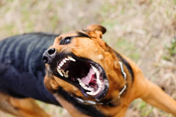 Angry dog with bared teeth — Stock Photo, Image