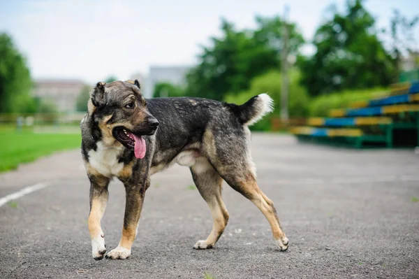 Портрет красивой собаки на асфальте — стоковое фото