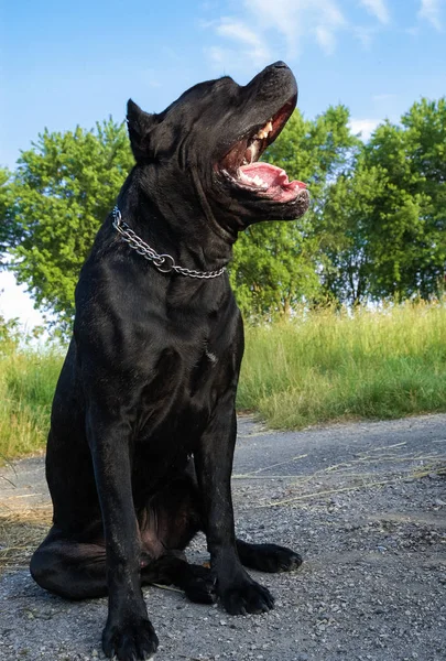 Porträtt av en beautifull hund på en asfalt — Stockfoto