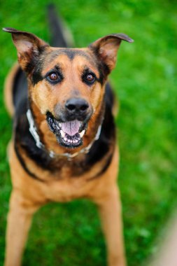 Yeşil arka plan bulanık bir güzel köpeği portresi