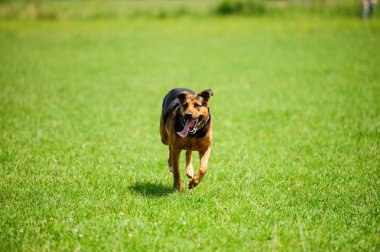 Mutlu köpek sevinçle yeşil çimenlerin üzerinde çalışan