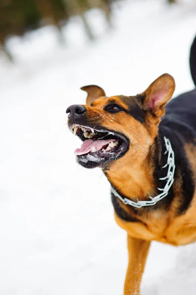 Cão irritado com dentes desnudados — Fotografia de Stock