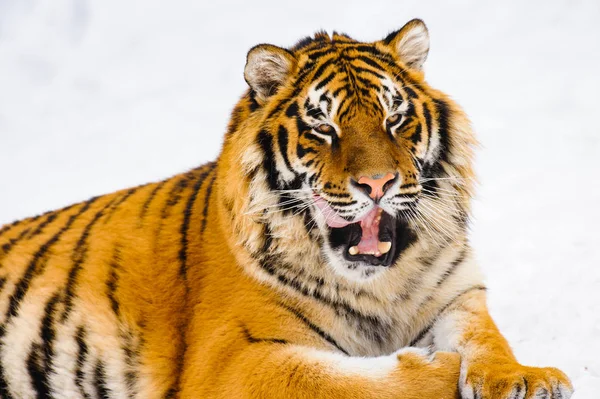 Σιβηρική τίγρη στο χιόνι — Φωτογραφία Αρχείου