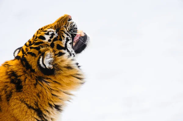 Siberian tiger on snow — Stock Photo, Image
