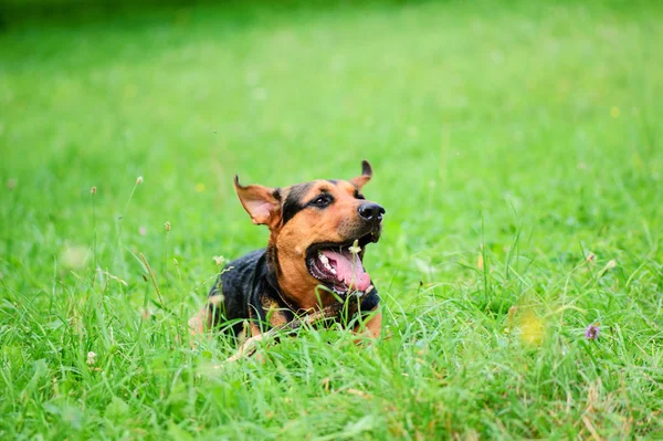 Портрет красивої собаки над зеленим розмитим тлом — стокове фото