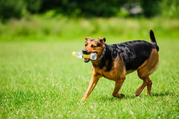 Cão feliz alegremente correndo em uma grama verde — Fotografia de Stock