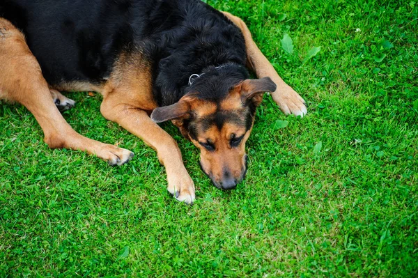 Yeşil arka plan bulanık bir güzel köpeği portresi — Stok fotoğraf