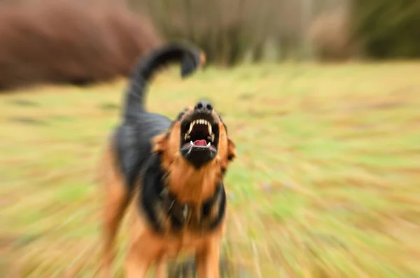 Cão irritado com dentes desnudados — Fotografia de Stock