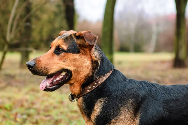 公園内の美しい犬の肖像画 — ストック写真