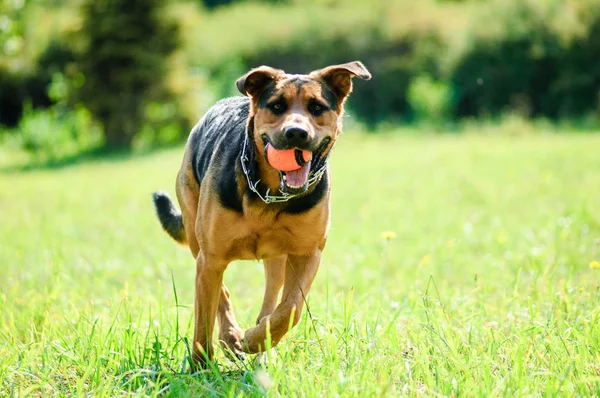 Šťastný pes, radostně běží na zelené trávě — Stock fotografie