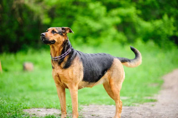 Portrait of a beautifull dog over green blurred background — Stock Photo, Image