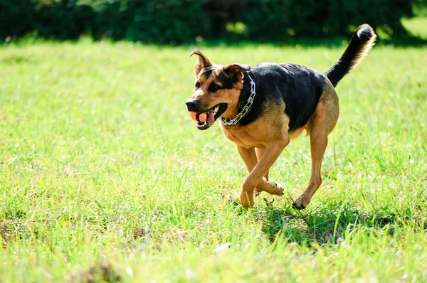 Gelukkige hond vreugdevol draait op een groen gras — Stockfoto