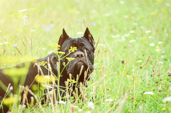 Portrait of a beautifull dog over green blurred background — Stock Photo, Image