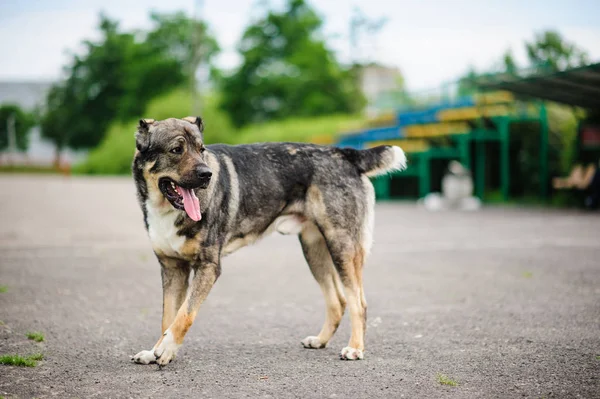 Ritratto di un bellissimo cane su un asfalto — Foto Stock