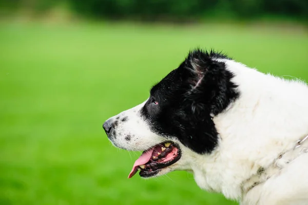 Yeşil arka plan bulanık bir güzel köpeği portresi — Stok fotoğraf