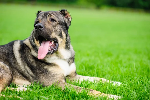 Retrato de um cão lindo sobre fundo borrado verde — Fotografia de Stock