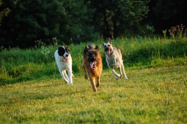 Mutlu köpek sevinçle yeşil çimenlerin üzerinde çalışan